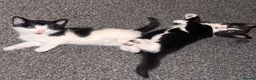 Mixed Breed cats for sale: Kittens for sale  in Musselburgh - Advert 6