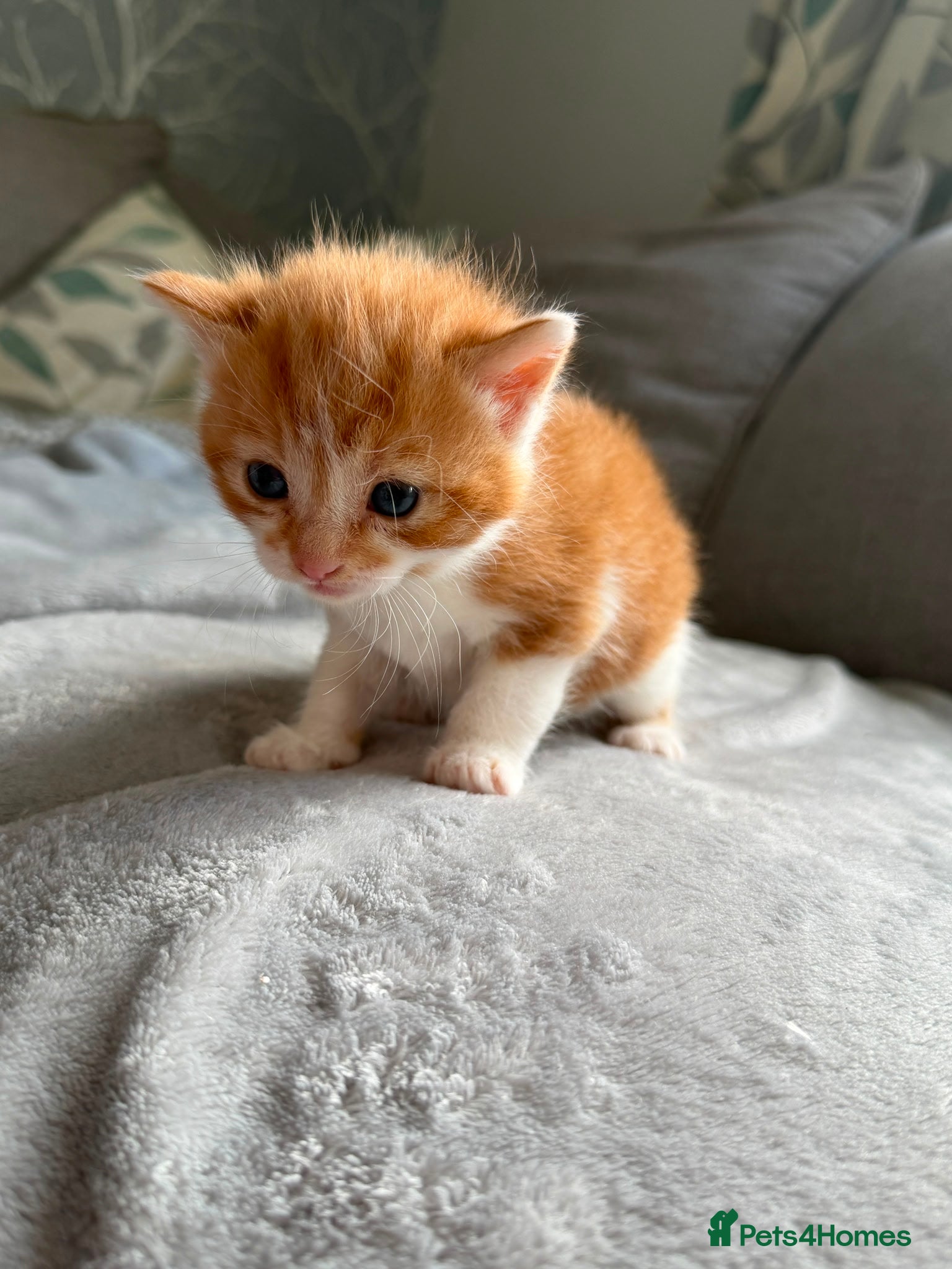 Domestic Shorthair cats Kittens - Advert 2