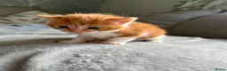 Domestic Shorthair cats for sale: Kittens - Advert 1