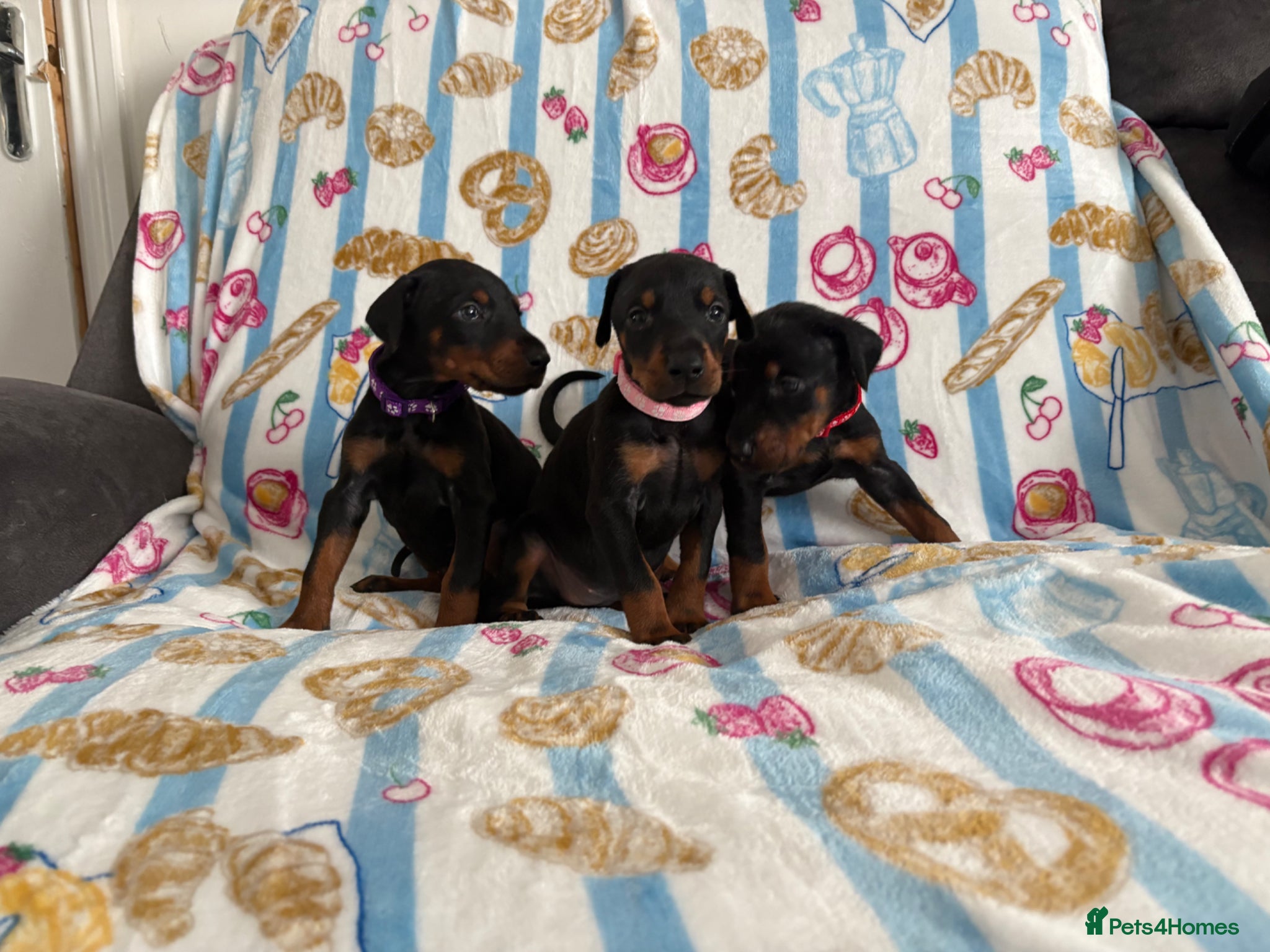 Dobermann dogs Kc reg Health tested parents Black and Tan girls  - Advert 1