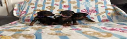 Dobermann dogs for sale: Kc reg Health tested parents Black and Tan girls  - Advert 1