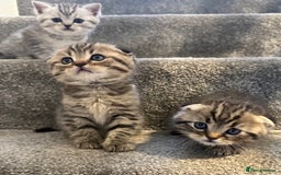 Scottish Fold cats for sale: 🆘🆘READY!🆘🆘Scottish shorthair  - Image 29
