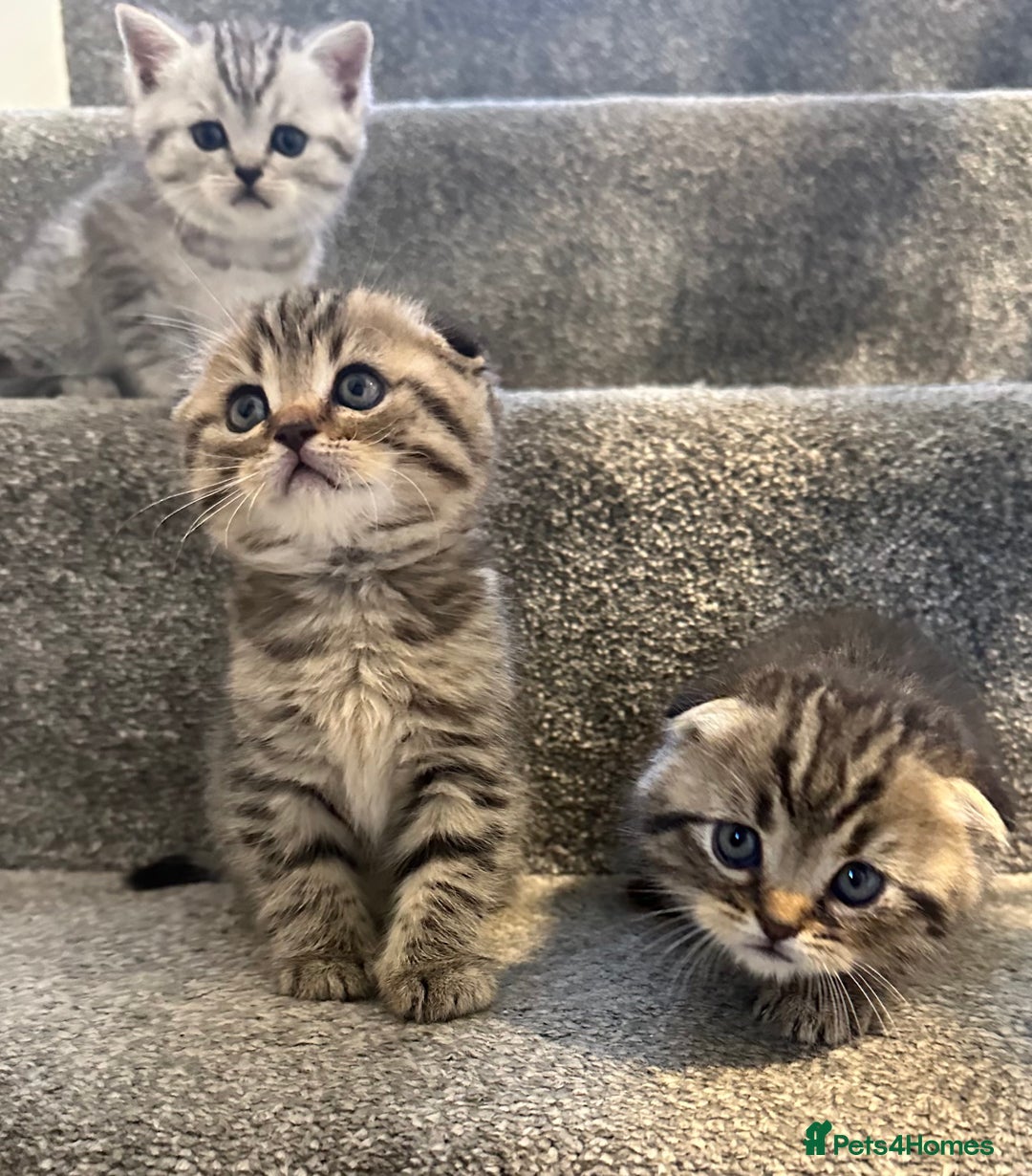 Scottish Fold cats for sale: 🆘🆘READY!🆘🆘Scottish shorthair  - Image 29