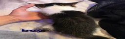 Mixed Breed cats for sale: Adorable Kittens Looking for Their Forever Homes  - Advert 6