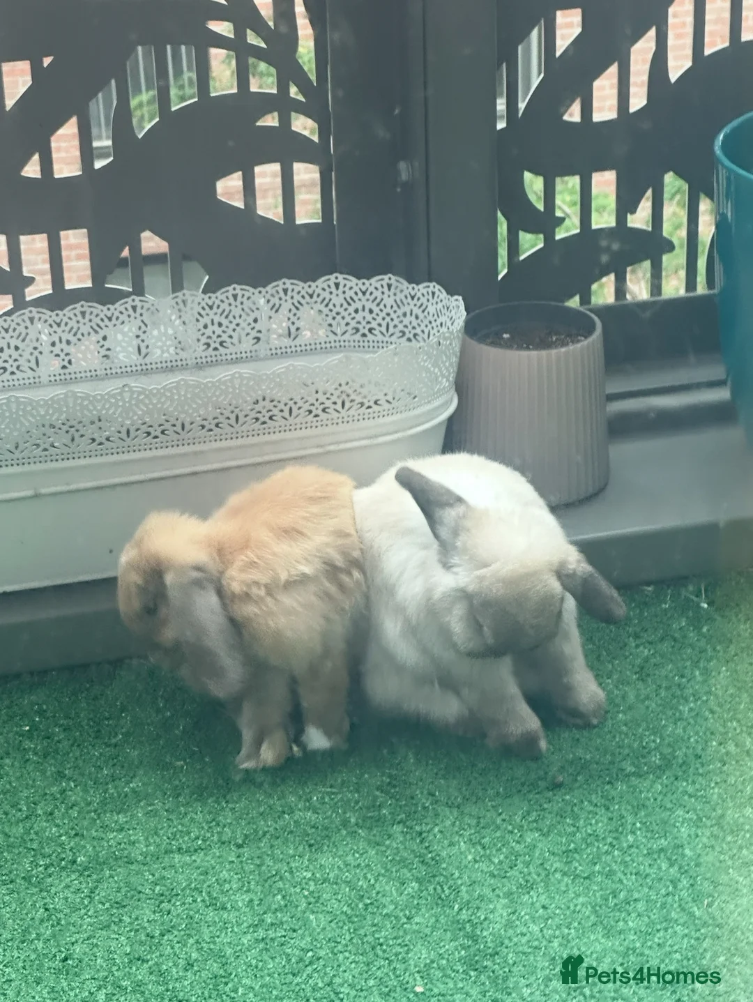 Mini Lop rabbits for sale: 2 beautiful bunny for FREE looking for new home  in London - Advert 4