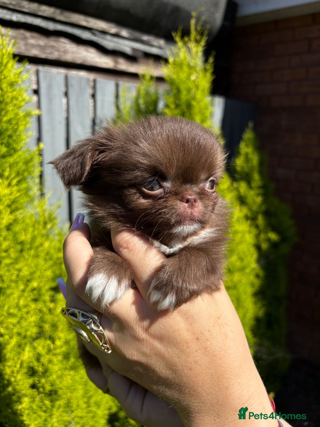 Chihuahua dogs for sale: Kc registered long coat Quality chihuahua - Image 8