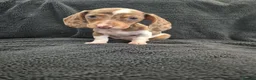 Miniature Dachshund dogs for sale: Miniature Dachshund READY NOW - Advert 7
