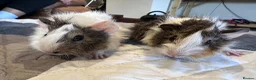 Guinea Pig rodents for sale: Long haired male guinea pig brothers  - Advert 6