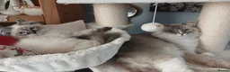 Siberian cats for sale: Beautiful Siberian kittens  - Advert 13