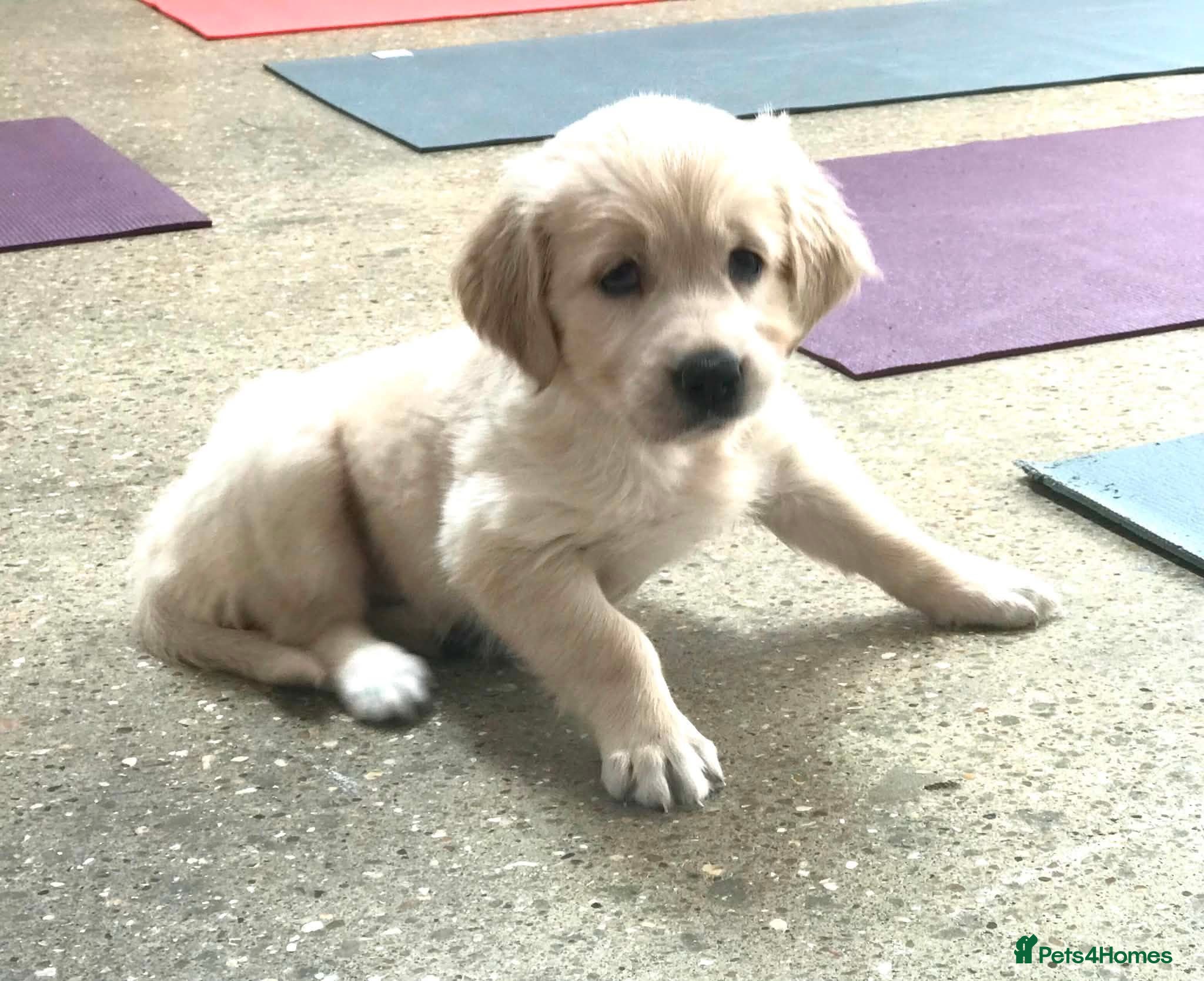 Golden Retriever dogs Championship lines puppies - Advert 2