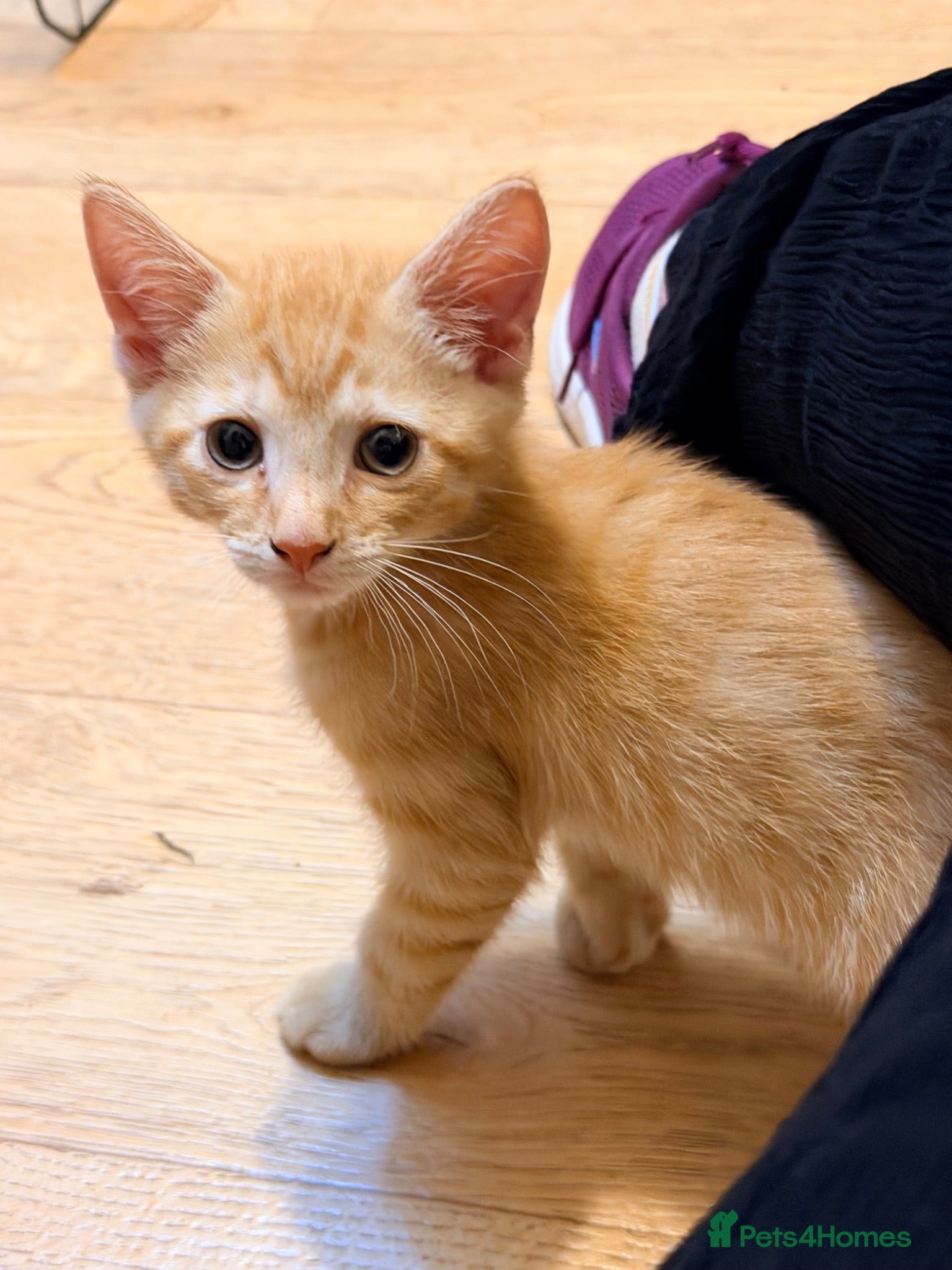 Mixed Breed cats Beautiful Kittens  - Advert 1