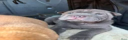 Shar Pei dogs for sale: Lovely SharpEis ready to go  - Advert 3