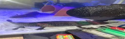Axolotl reptiles for sale: Bert and Ernie  full set up for sale  in Corby - Advert 3