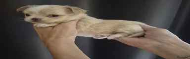 Chihuahua 2