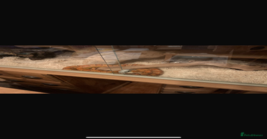 Corn Snake reptiles - Advert 2