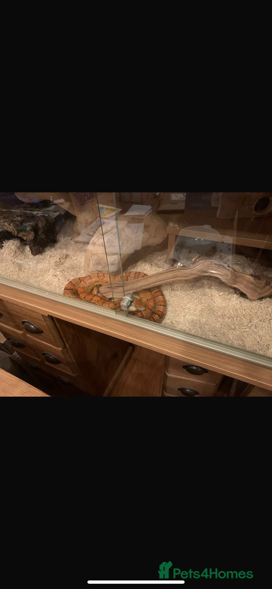 Corn Snake reptiles for sale: Lovely Corn Snake - Image 3