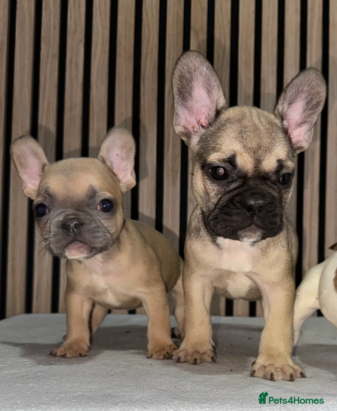 French Bulldog dogs for sale: KC REGISTERED FRENCH BULLDOG 🐶 - Advert 28