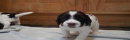 Cocker Spaniel dogs for sale: KC Registered Working Cocker Spaniel Puppies  - Advert 26