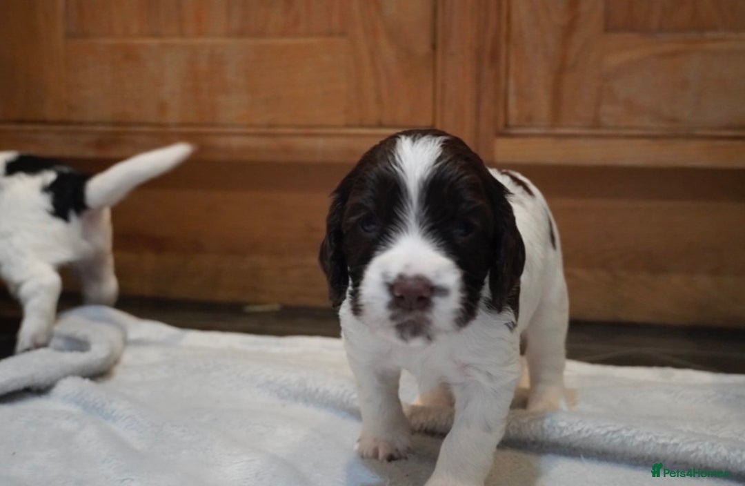 Cocker Spaniel dogs for sale: KC Registered Working Cocker Spaniel Puppies  - Advert 26