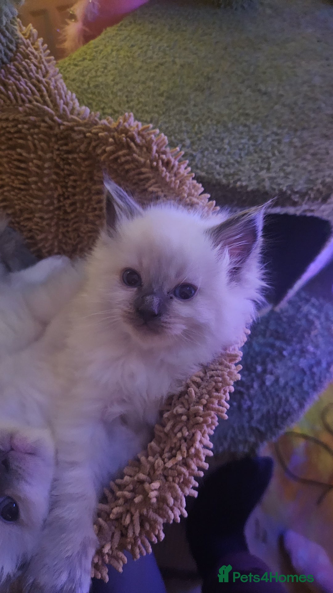 Ragdoll cats for sale: Ragdoll kittens for sale 💞 - Advert 4