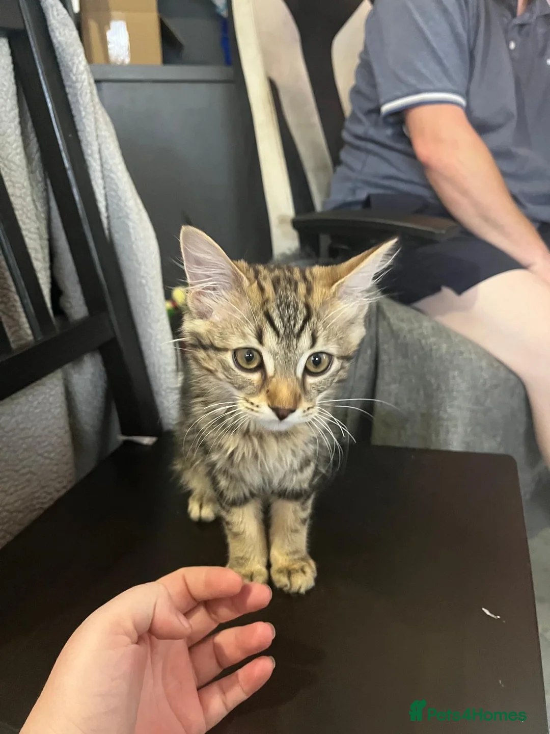 Mixed Breed cats for sale: Maine Coon Mix Male - Advert 2