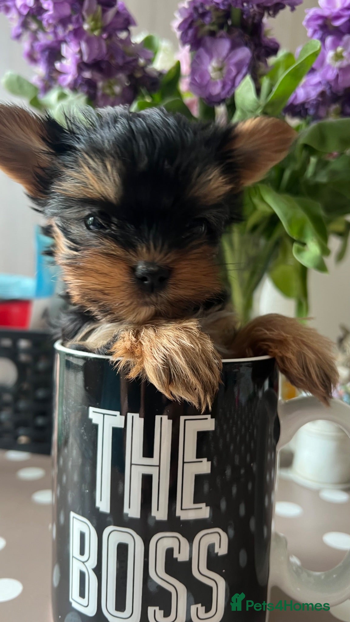 Yorkshire Terrier dogs Teacup pedigree Yorkie pups.  - Advert 3
