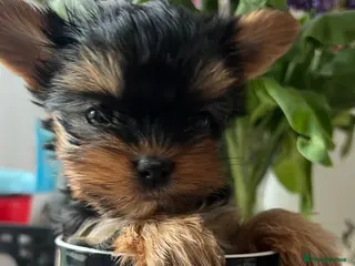 Yorkshire Terrier dogs Teacup pedigree Yorkie pups. - Advert 3