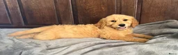 Mini Goldendoodle dogs for sale: Health-Tested Family Happy Sociable Goldendoodles - Advert 22
