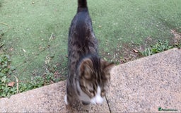 Mixed Breed cats for sale: Stunning kittens for sale  - Image 5