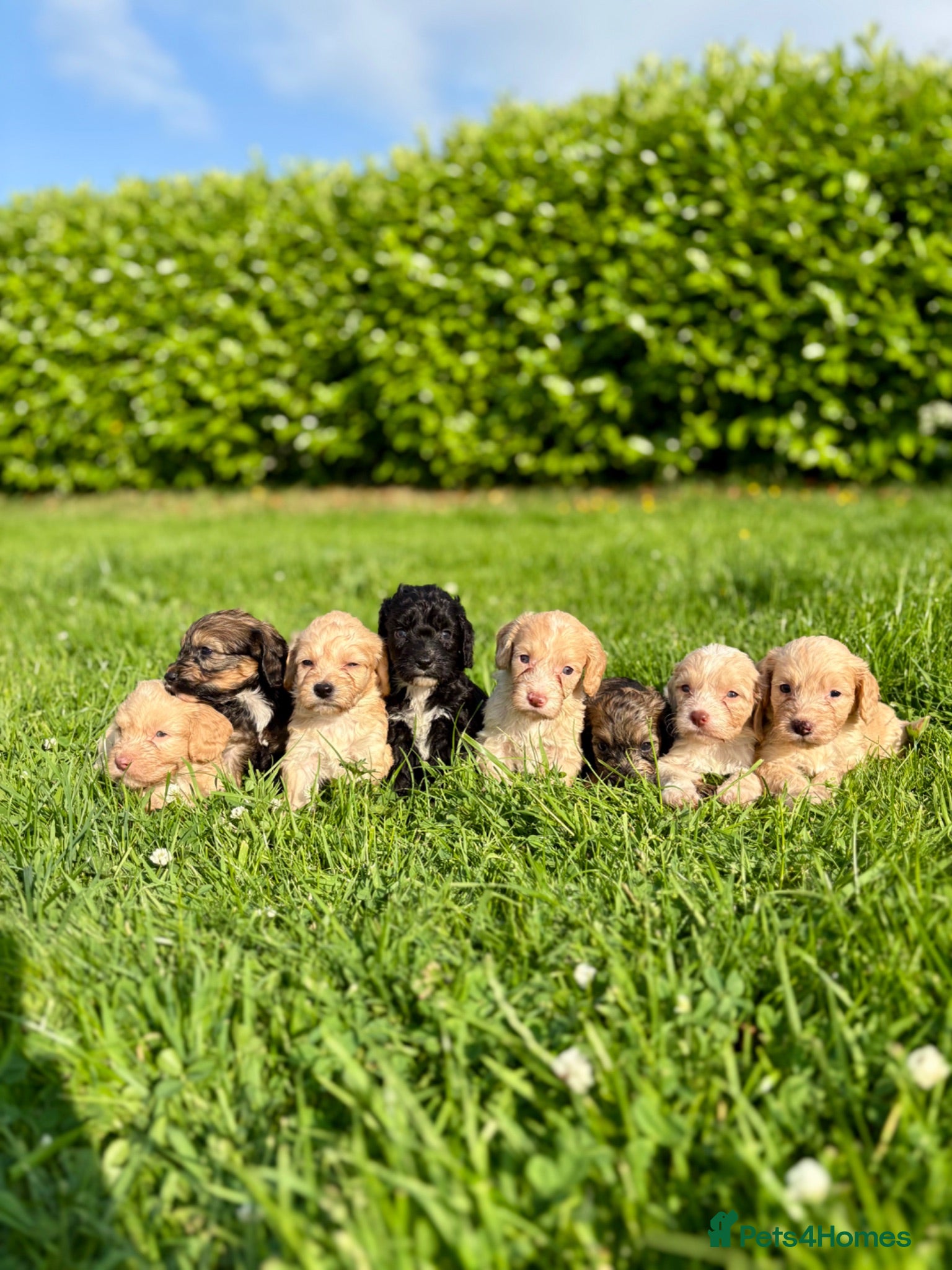 Cockapoo dogs Gorgeous F1 Cockapoo Puppies 🩷 - Advert 1