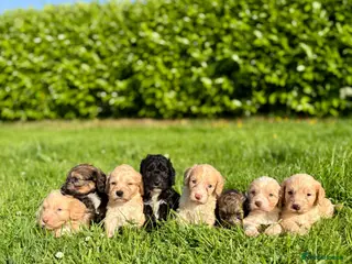 Cockapoo dogs Gorgeous F1 Cockapoo Puppies 🩷 - Advert 1