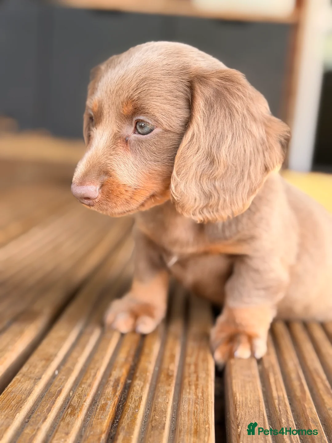 Miniature Dachshund dogs for sale: 3 available long haired miniature dachshund  - Advert 2