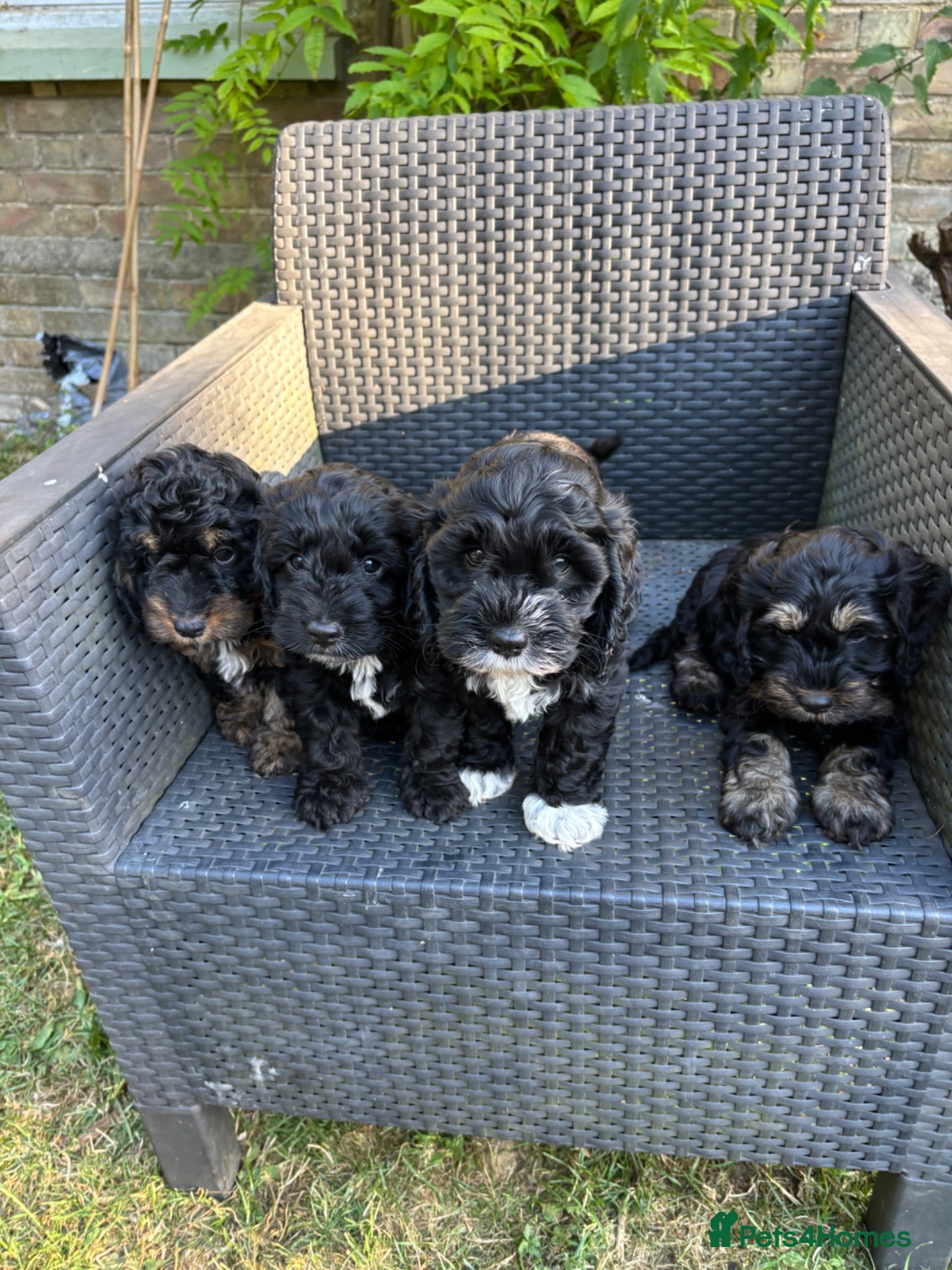Cockapoo dogs Three beautiful female cockapoo  - Advert 1