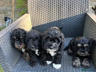 Cockapoo dogs Three beautiful female cockapoo - Advert 1