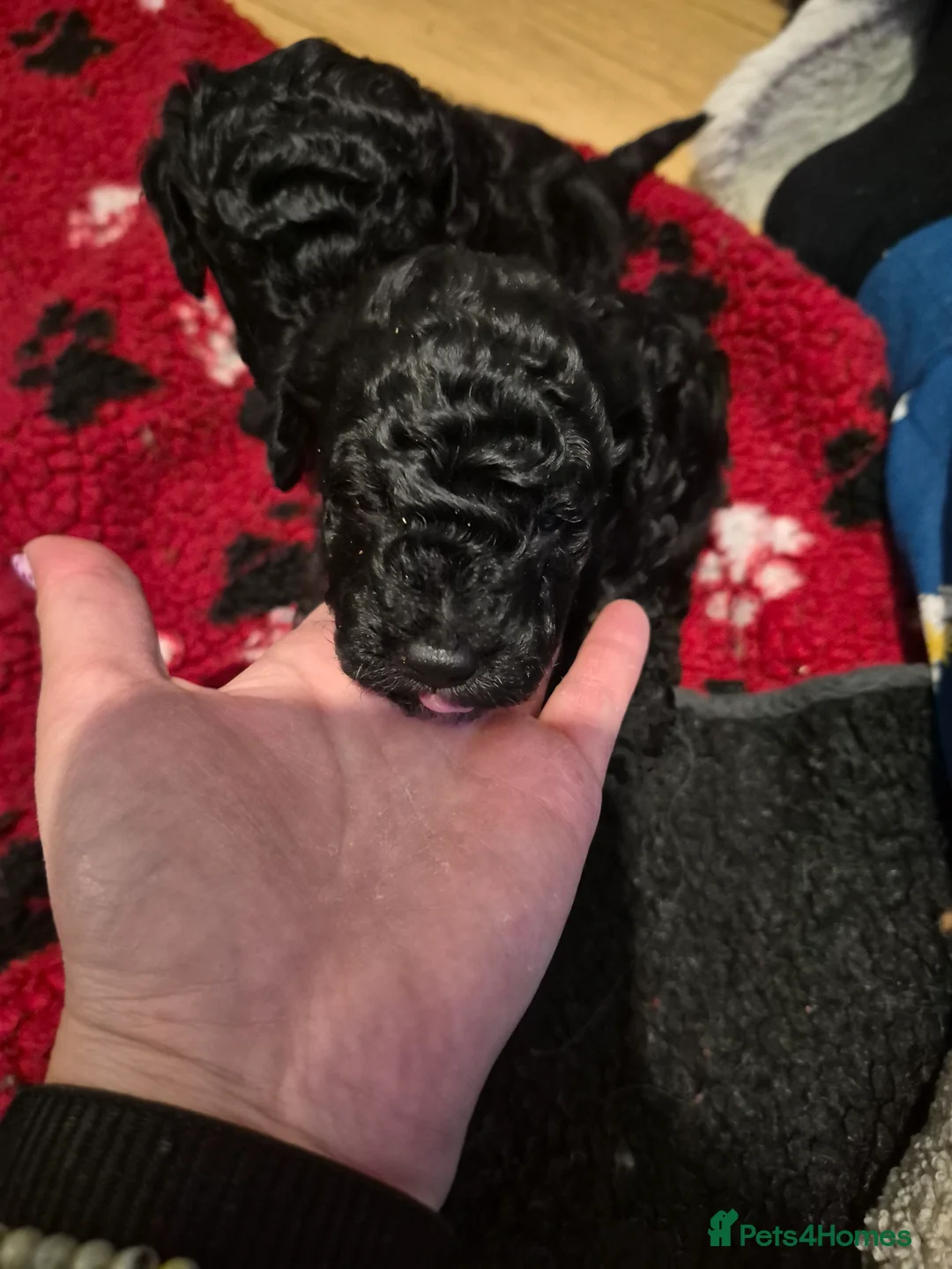 Toy Poodle dogs for sale: 2 Gorgeous KC reg Black Boy Toy Poodles in Tonypandy - Advert 7