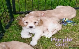 Cockapoo dogs for sale: ⭐️VERY RARE TOY Cockapoo Puppies⭐️🐶 - Image 24