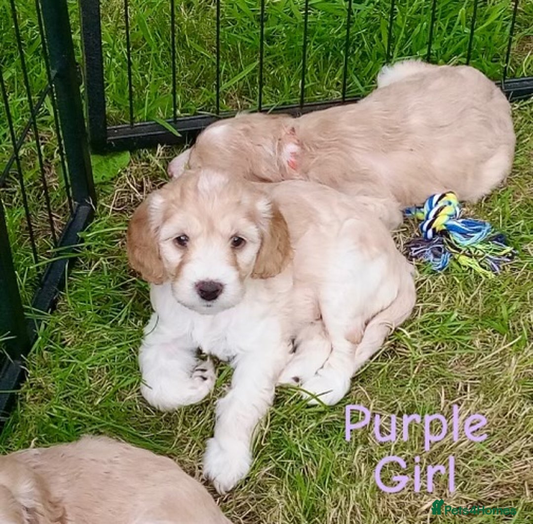 Cockapoo dogs for sale: ⭐️VERY RARE TOY Cockapoo Puppies⭐️🐶 - Image 24