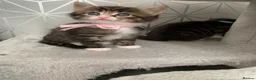 Mixed Breed cats for sale: Beautiful kittens looking for loving home. - Advert 8