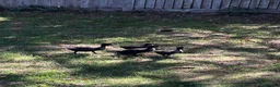 Ducks poultry for sale: Beautiful Cayuga ducklings for sale - Advert 2