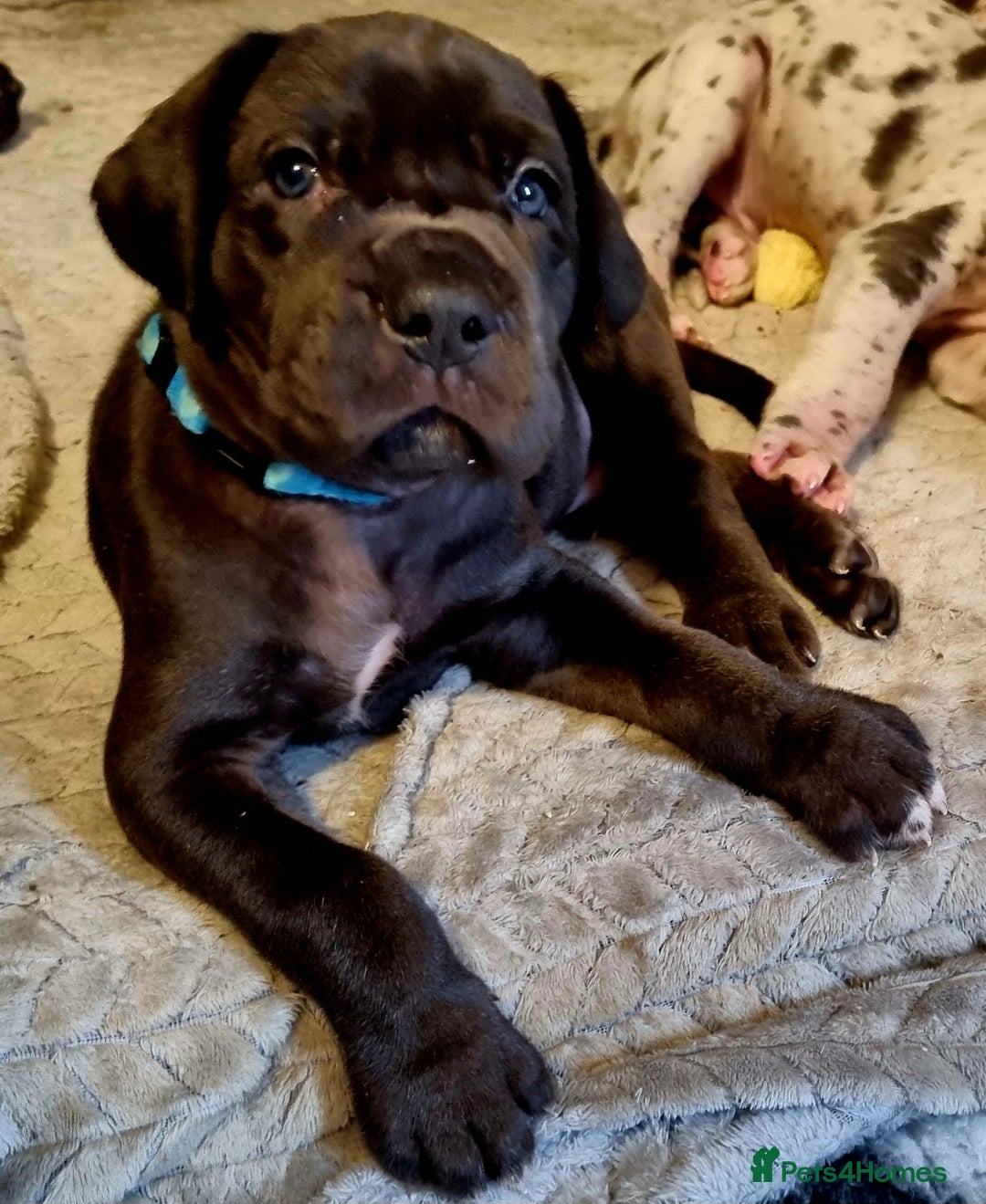 Great Dane dogs for sale: Exceptional pups, viewings welcome - Advert 16