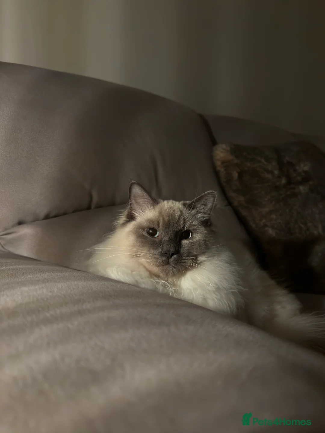 Ragdoll cats for sale: 2 ragdolls for rehome Bonded Pair  - Advert 6