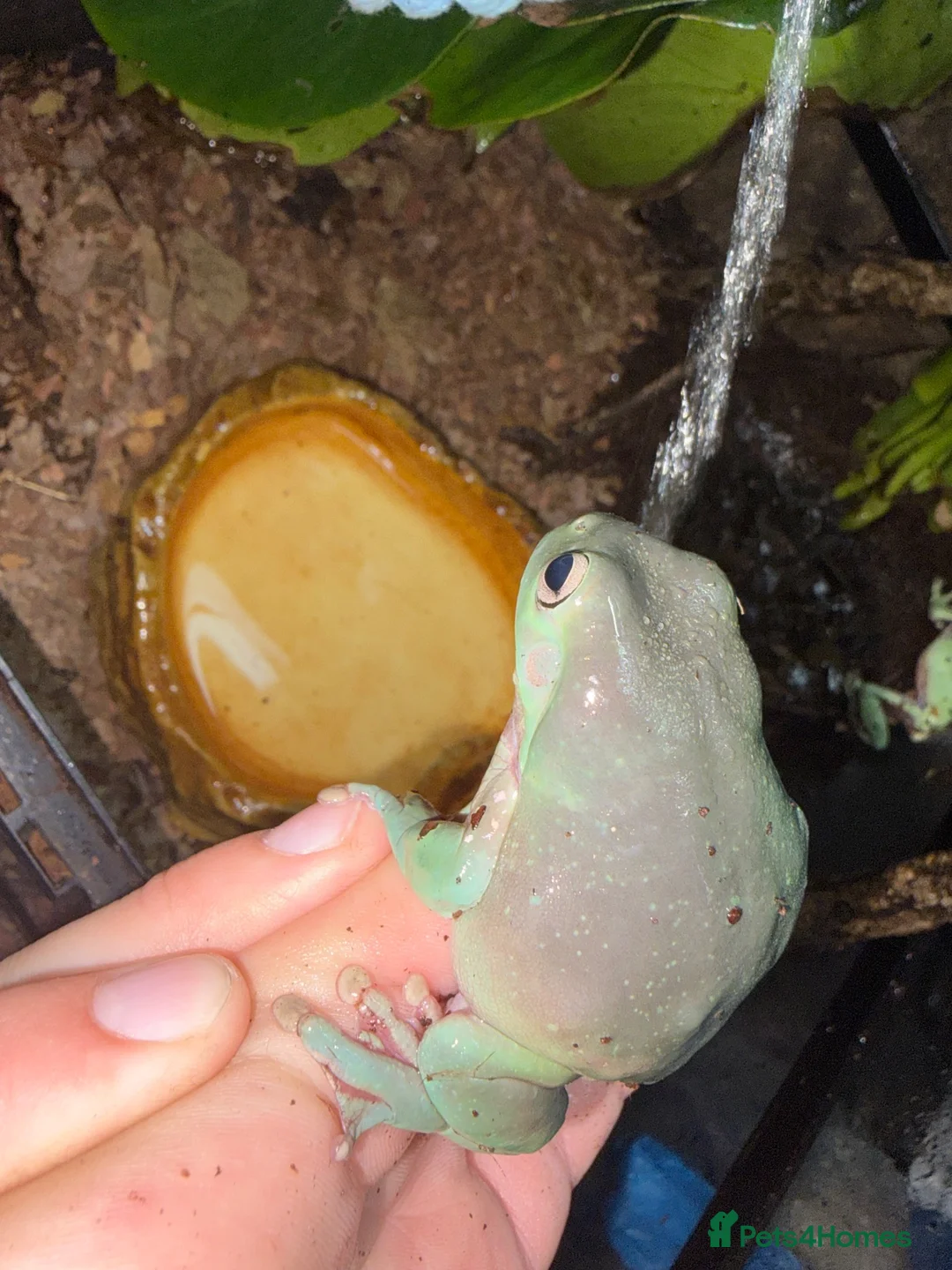 Frog reptiles for sale: 11 Whites Tree Frogs and full enclosure for sale - Advert 4