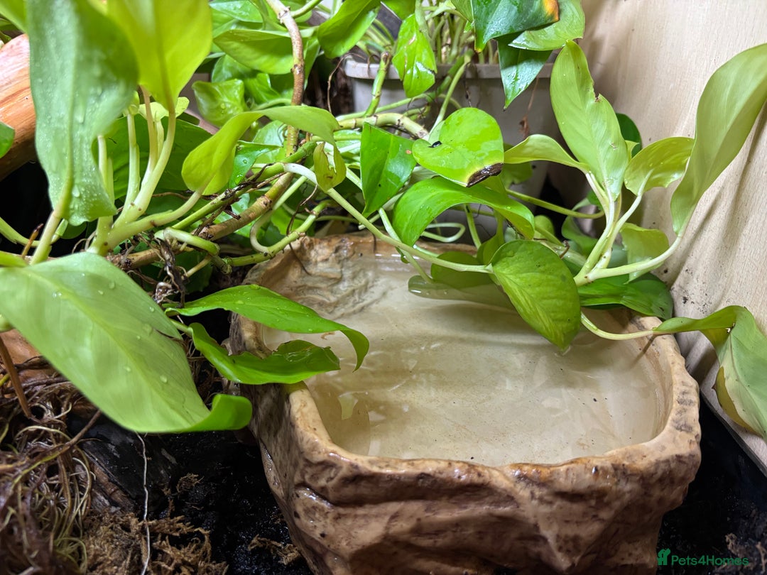 Python Snake reptiles for sale: Royal python with full setup - Advert 7