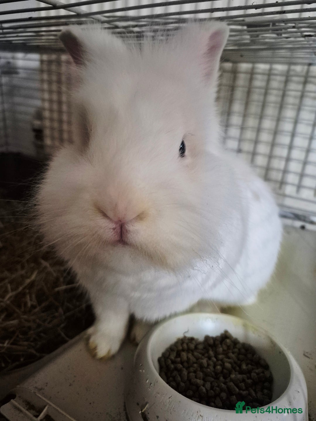 Lionhead rabbits for sale: Lionhead bunny  - Image 2