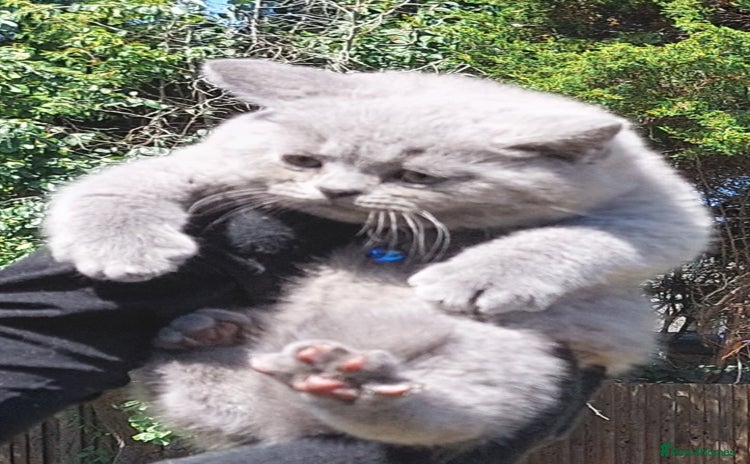 British Shorthair cats in Dudley - Advert 7