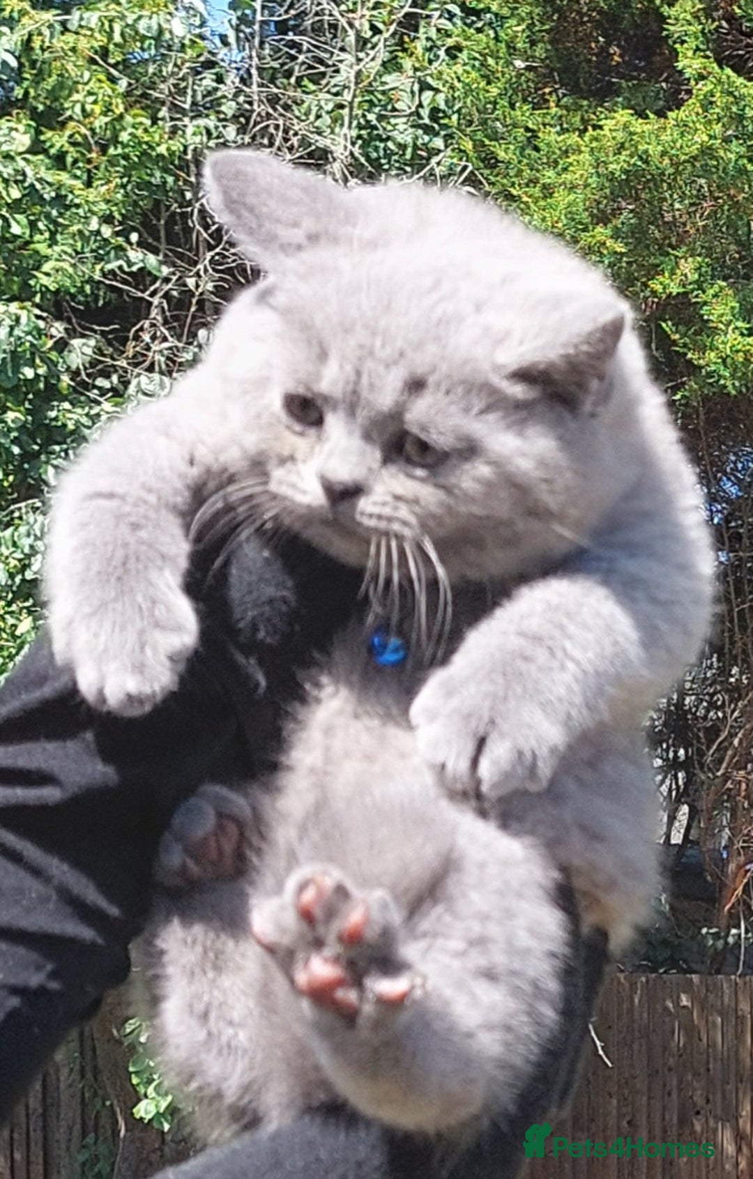 British Shorthair cats for sale: OUTSTANDING🏆PEDIGREE🎖CH SIRED in Dudley - Image 6