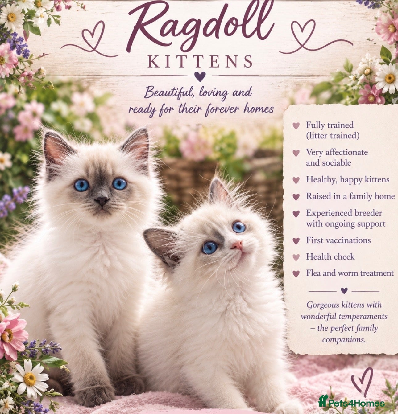 Ragdoll cats Ragdoll kittens - Advert 1