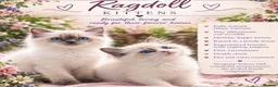 Ragdoll cats for sale: Ragdoll kittens - Advert 1