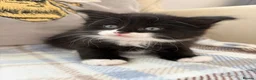 Mixed Breed cats for sale: 6 GORGEOUS HALF-RAGDOLL kittens ❤️ - Advert 10