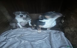Mixed Breed dogs for sale: Milo staff x French bulldog - Image 2